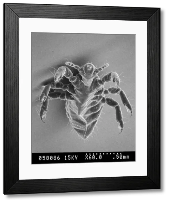 Framed Print : Pediculus humanus, human head louse Framed Print : Pediculus humanus, human head louse