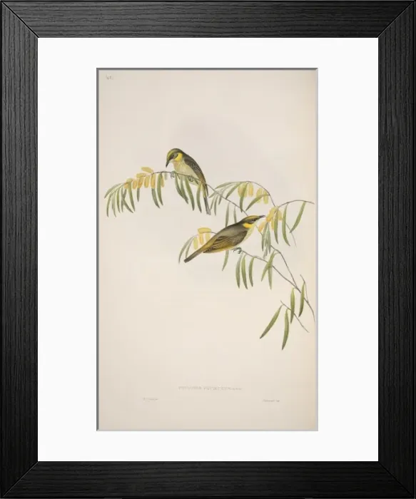 Framed Print : Lichenostomus keartlandi, grey-fronted honeyeater Framed Print : Lichenostomus keartlandi, grey-fronted honeyeater