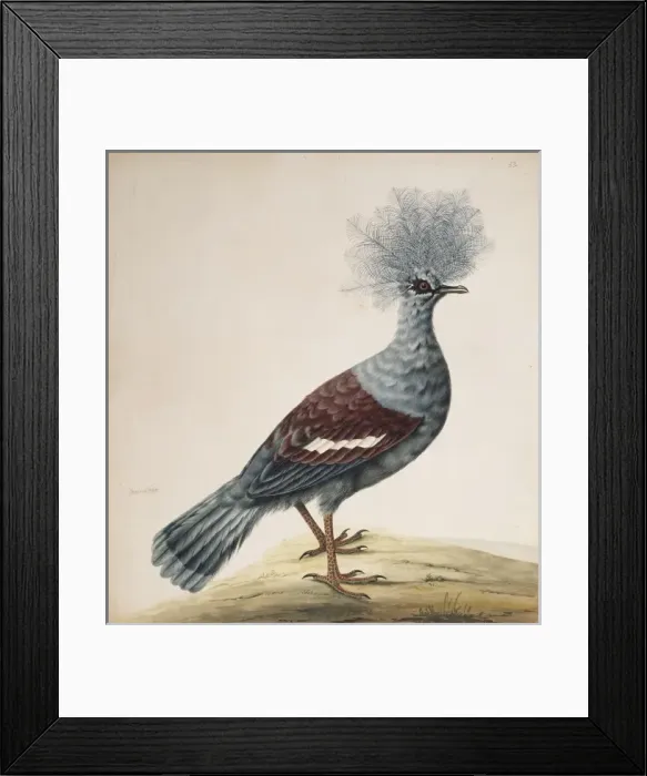 Framed Print : Goura cristata, western crowned pigeon Framed Print : Goura cristata, western crowned pigeon