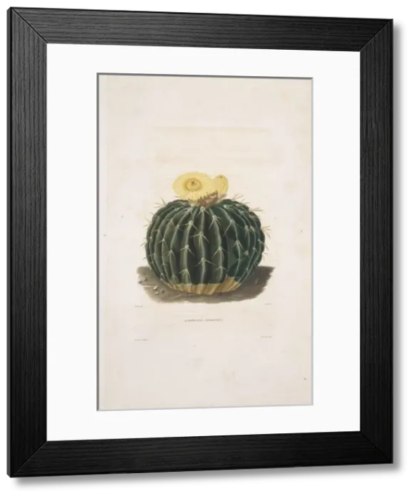 Framed Print : Echinocactus sellowianus Framed Print : Echinocactus sellowianus