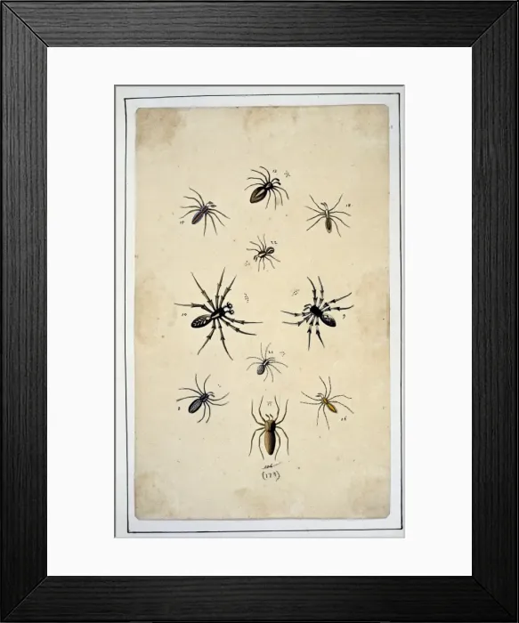 Framed Print : English spiders by Eleazar Albin Framed Print : English spiders by Eleazar Albin