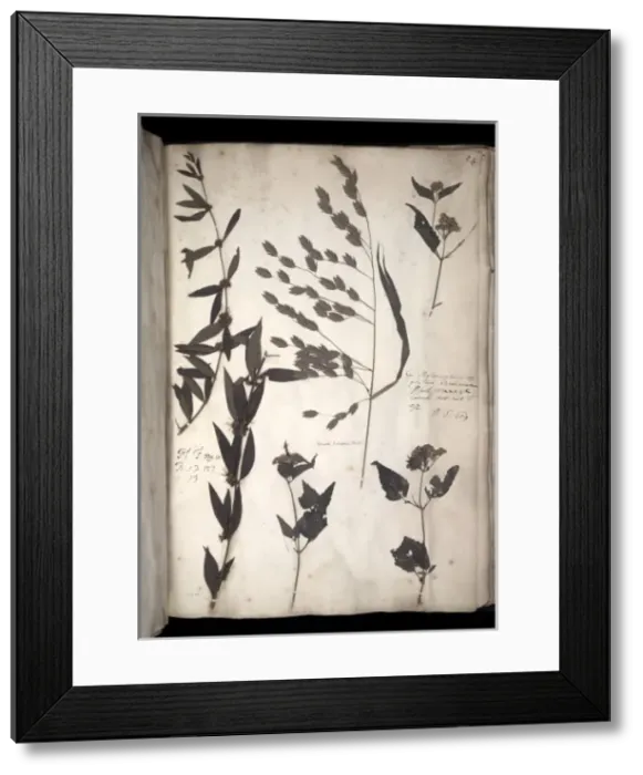 Framed Print : Lawson plant specimens Framed Print : Lawson plant specimens