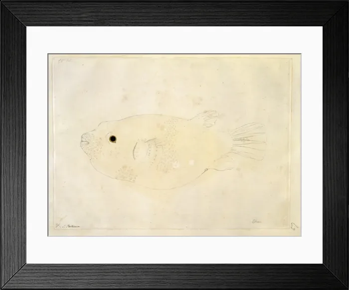 Framed Print : Arothron meleagris, puffer fish Framed Print : Arothron meleagris, puffer fish