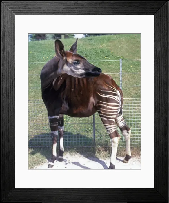 Framed Print : Okapia johnstoni, okapi Framed Print : Okapia johnstoni, okapi