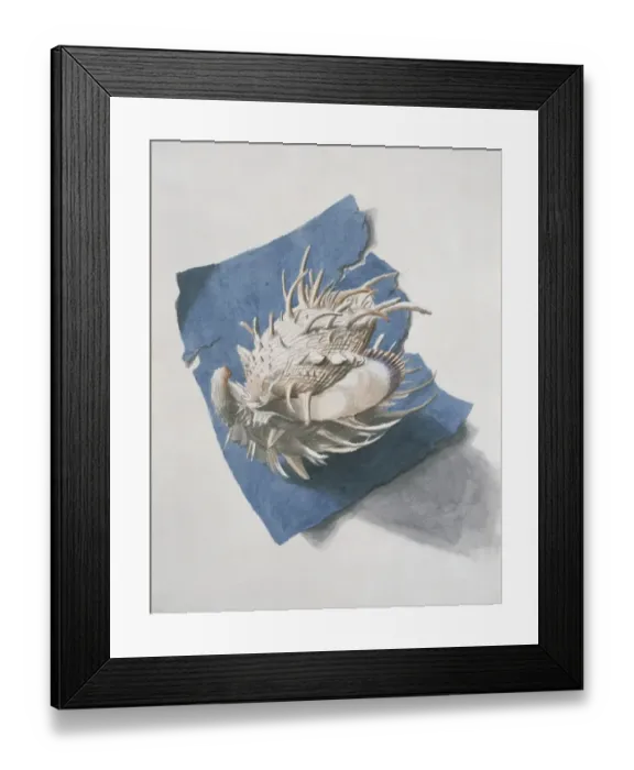 Framed Print : Spodylus americanus, thorny oyster Framed Print : Spodylus americanus, thorny oyster