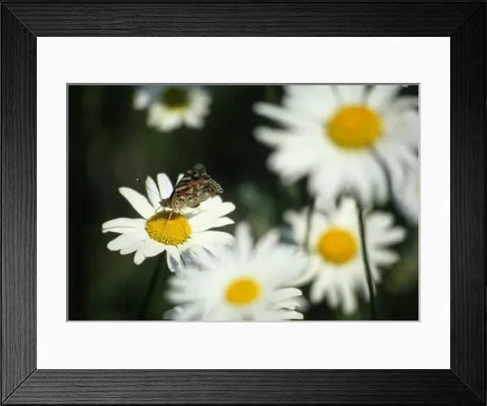 Framed Print : Chrysanthemum leucanthemum, oxeye daisy Framed Print : Chrysanthemum leucanthemum, oxeye daisy