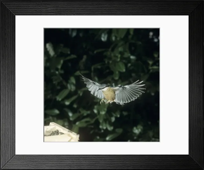 Framed Print : Sitta europaea, Eurasian nuthatch Framed Print : Sitta europaea, Eurasian nuthatch