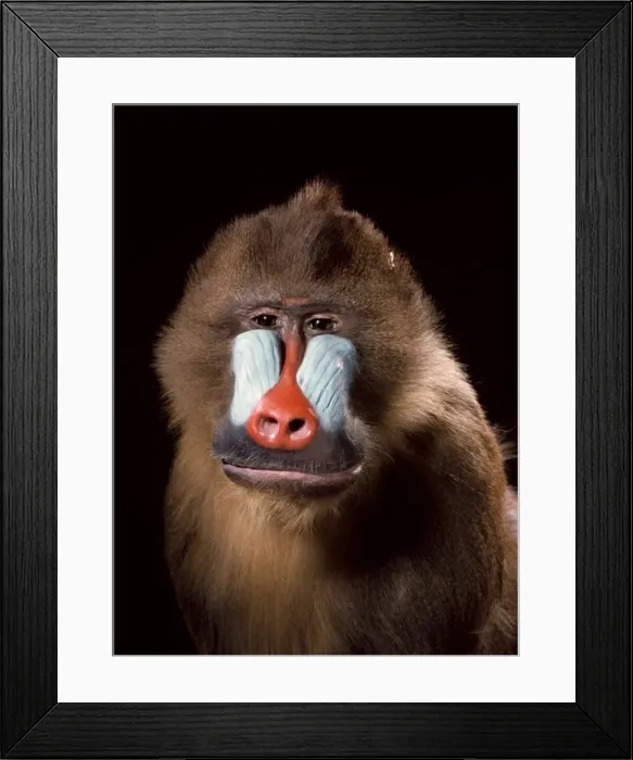 Framed Print : Mandrillus sphinx, mandrill Framed Print : Mandrillus sphinx, mandrill