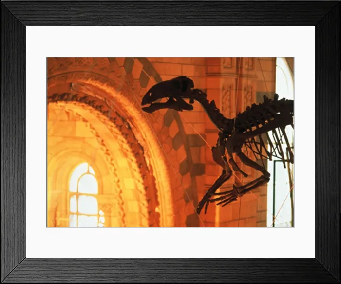 Framed Print : Iguanodon. The Iguanodon skeleton on display in the Natural History Museums Framed Print : Iguanodon. The Iguanodon skeleton on display in the Natural History Museums