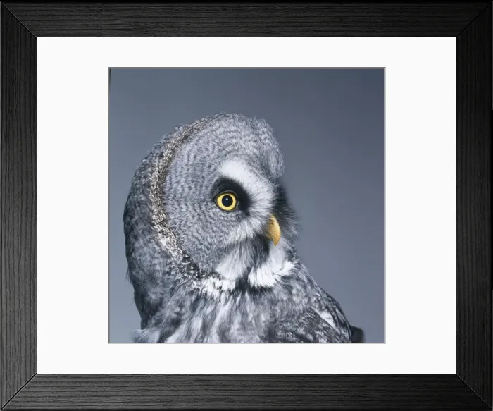 Framed Print : Strix nebulosa, great grey owl Framed Print : Strix nebulosa, great grey owl
