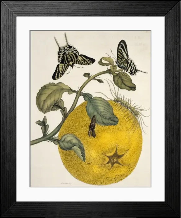 Framed Print : Insects of Surinam Framed Print : Insects of Surinam