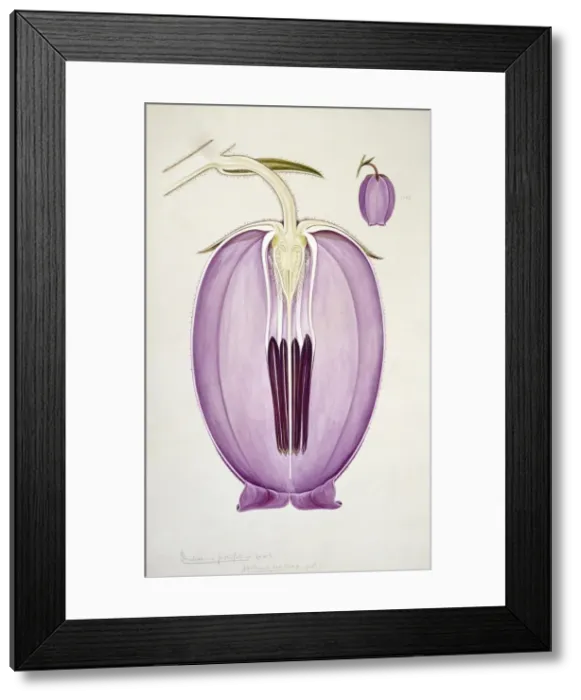 Framed Print : Daboecia polifolia, heather Framed Print : Daboecia polifolia, heather