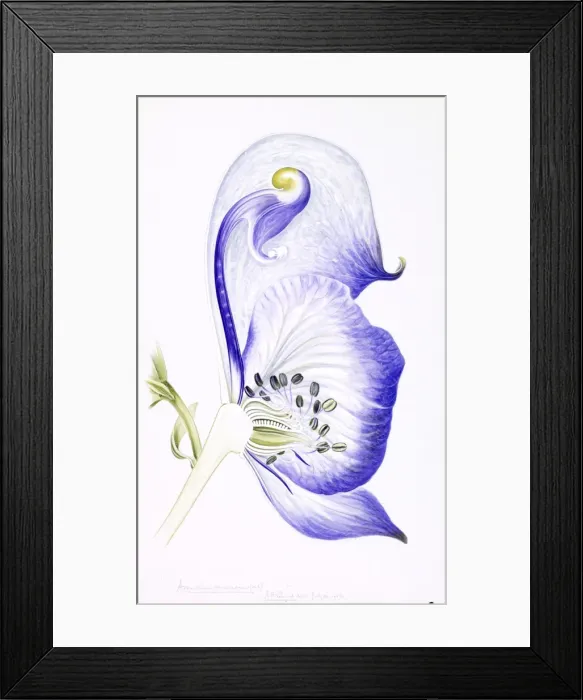 Framed Print : Aconitum variegatum, monkshood Framed Print : Aconitum variegatum, monkshood