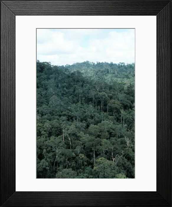 Framed Print : Lowland dipterocarp rainforest Framed Print : Lowland dipterocarp rainforest