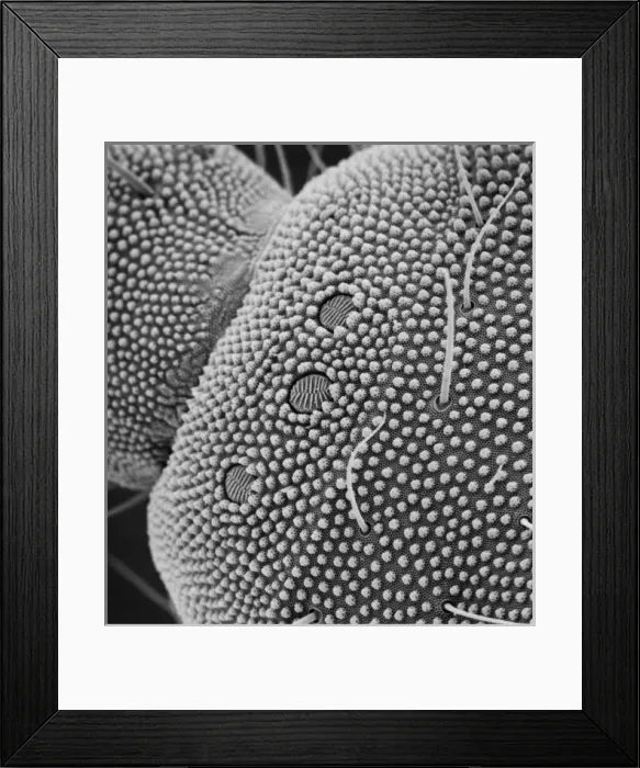 Framed Print : Collembola sp. springtail Framed Print : Collembola sp. springtail