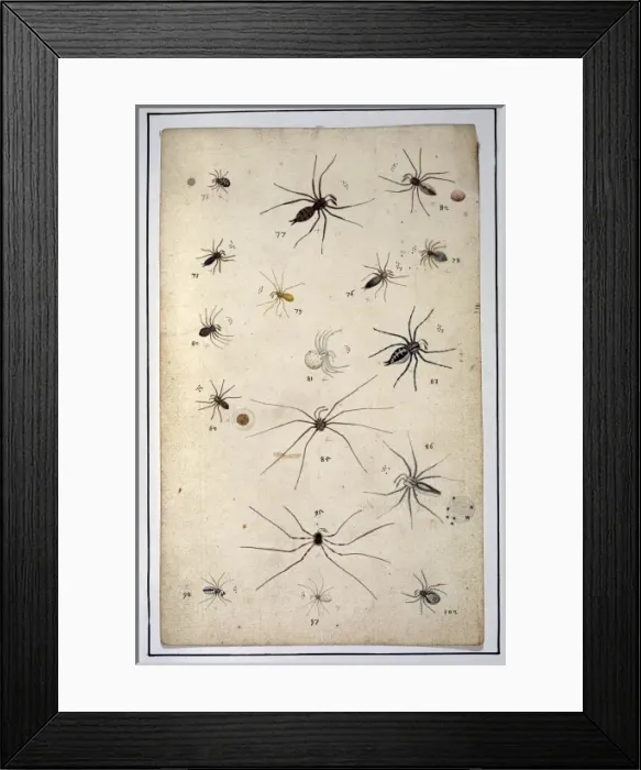 Framed Print : English spiders by Eleazar Albin Framed Print : English spiders by Eleazar Albin