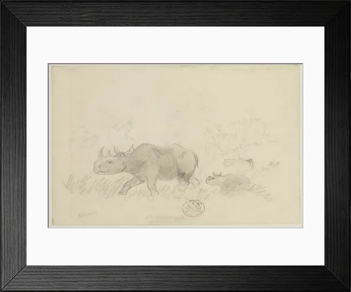 Framed Print : Diceros bicornis, black rhinoceros Framed Print : Diceros bicornis, black rhinoceros