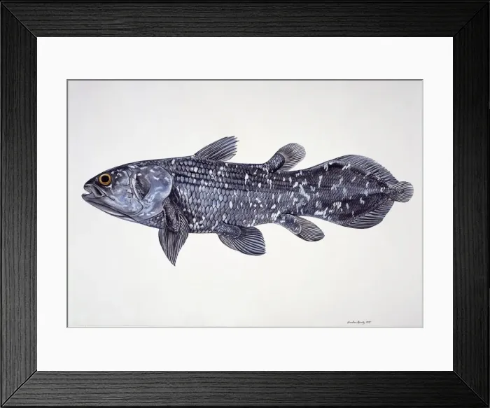 Framed Print : Latimeria chalumnae, coelacanth Framed Print : Latimeria chalumnae, coelacanth
