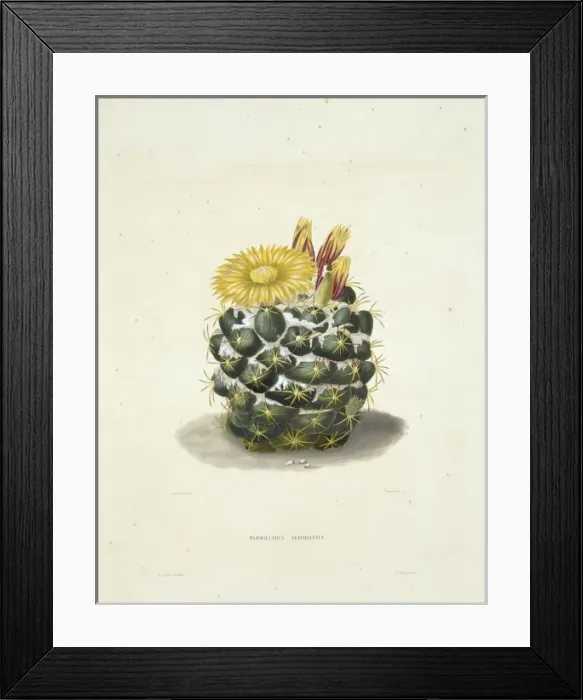 Framed Print : Parodia sellowii, cactus