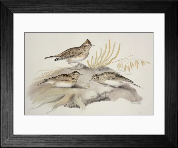 Framed Print : Alauda arvensis, Eurasian skylark Framed Print : Alauda arvensis, Eurasian skylark