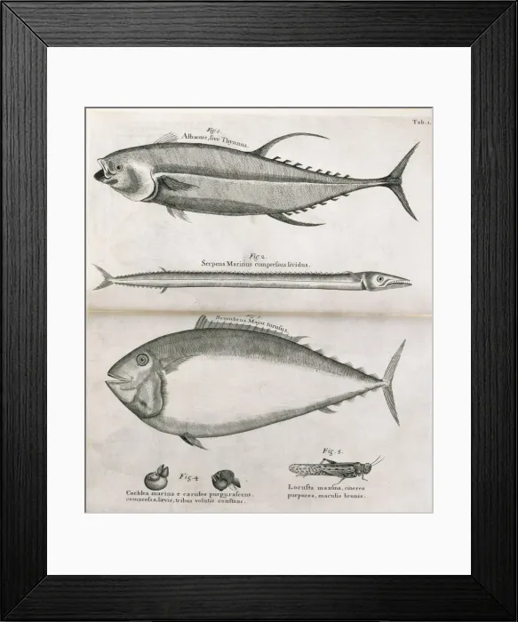 Framed Print : Illustrated pages Framed Print : Illustrated pages