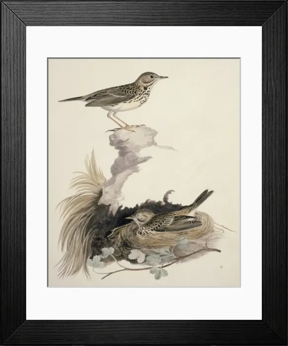 Framed Print : Anthus pratensis, meadow pipit Framed Print : Anthus pratensis, meadow pipit