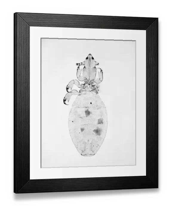 Framed Print : Microthoracius cameli, camel sucking louse Framed Print : Microthoracius cameli, camel sucking louse