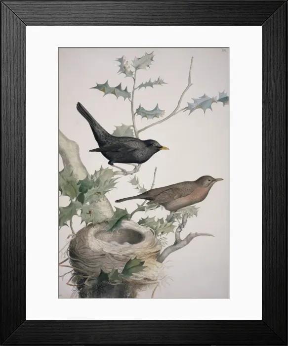 Framed Print : Turdus merula, Eurasian blackbird Framed Print : Turdus merula, Eurasian blackbird