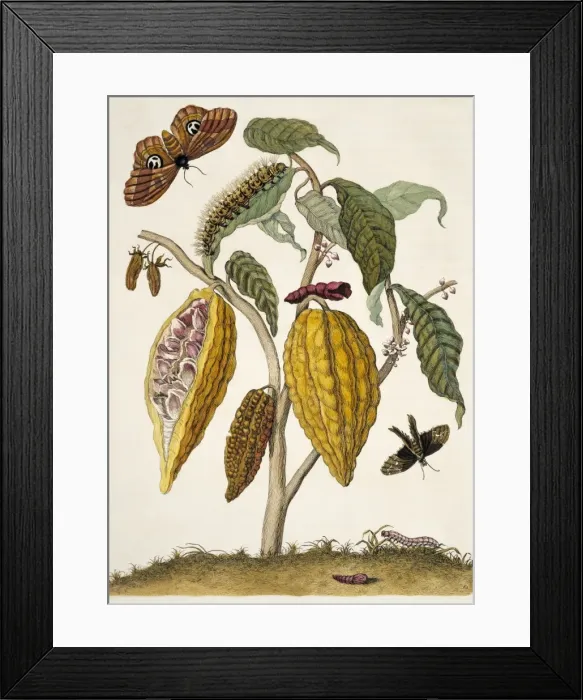 Framed Print : Insects of Surinam Framed Print : Insects of Surinam