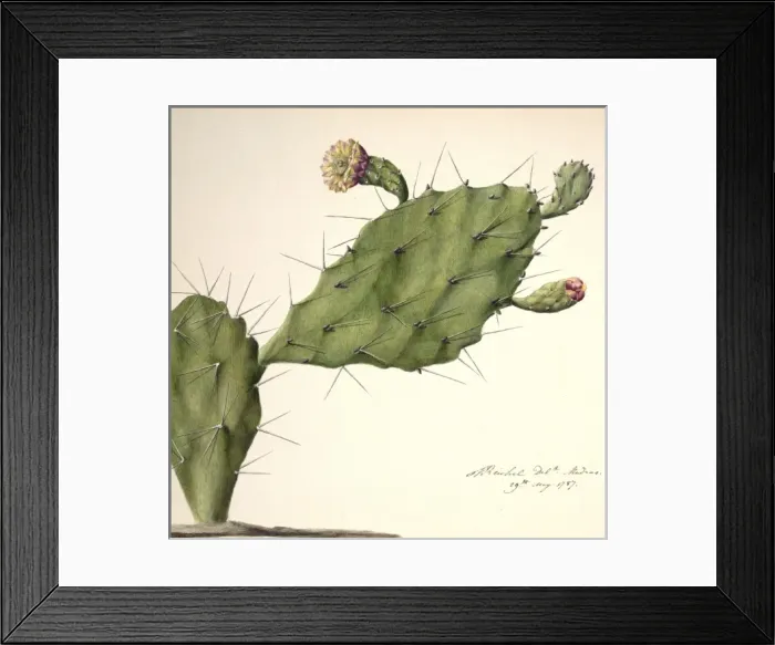 Framed Print : Opunita fiscus-indica, prickly pear Framed Print : Opunita fiscus-indica, prickly pear