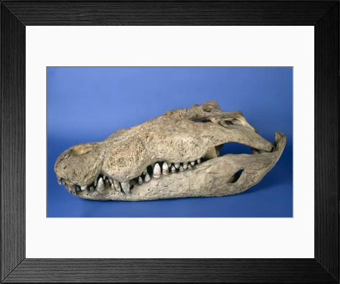 Framed Print : Crocodylus porosus, saltwater crocodile Framed Print : Crocodylus porosus, saltwater crocodile