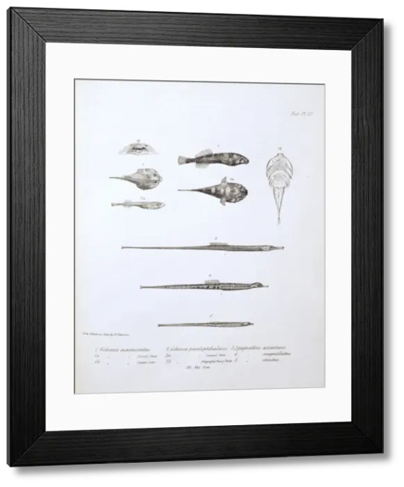Framed Print : Gobiesox marmoratus Framed Print : Gobiesox marmoratus