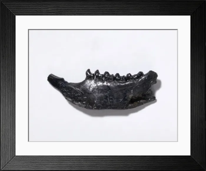 Framed Print : Plesiadapis fodinatus, primate Framed Print : Plesiadapis fodinatus, primate