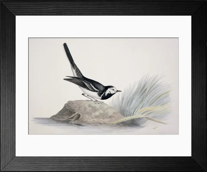 Framed Print : Motacilla alba yarrelli, pied wagtail Framed Print : Motacilla alba yarrelli, pied wagtail