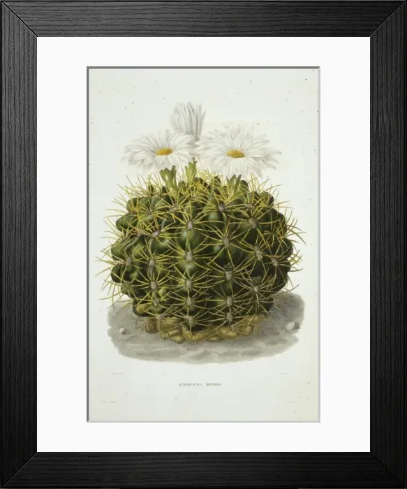 Framed Print : Echinocactus monvillii, cactus Framed Print : Echinocactus monvillii, cactus