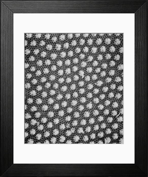 Framed Print : Collembola sp. springtail Framed Print : Collembola sp. springtail