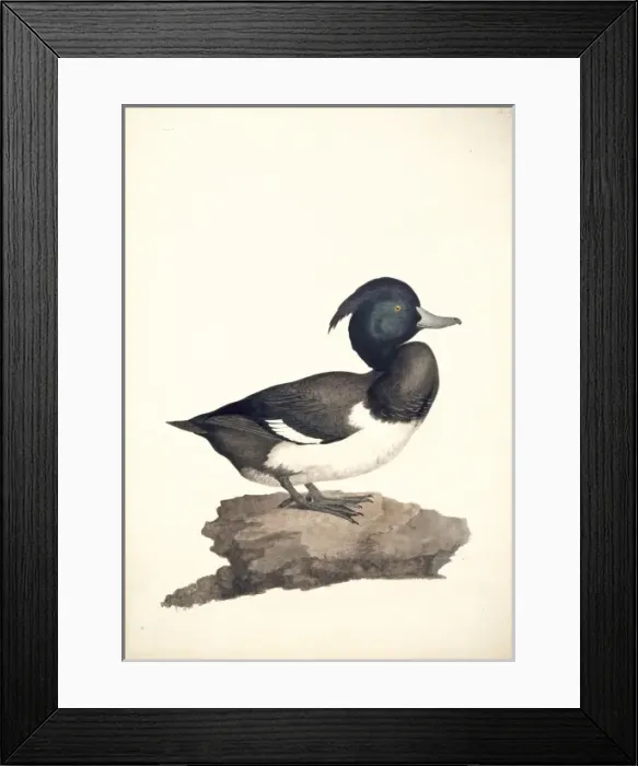 Framed Print : Aythya fuligula, tufted duck Framed Print : Aythya fuligula, tufted duck