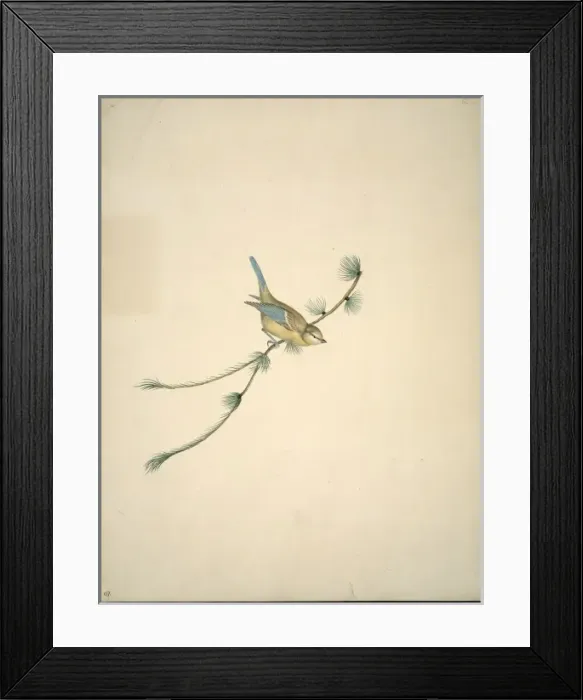 Framed Print : Parus caeruleus, blue tit Framed Print : Parus caeruleus, blue tit