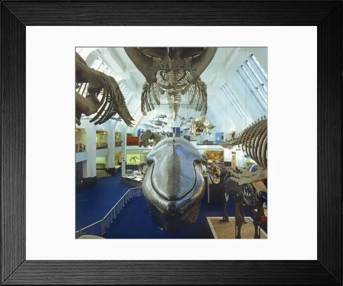 Framed Print : Balaenoptera musculus, blue whale Framed Print : Balaenoptera musculus, blue whale