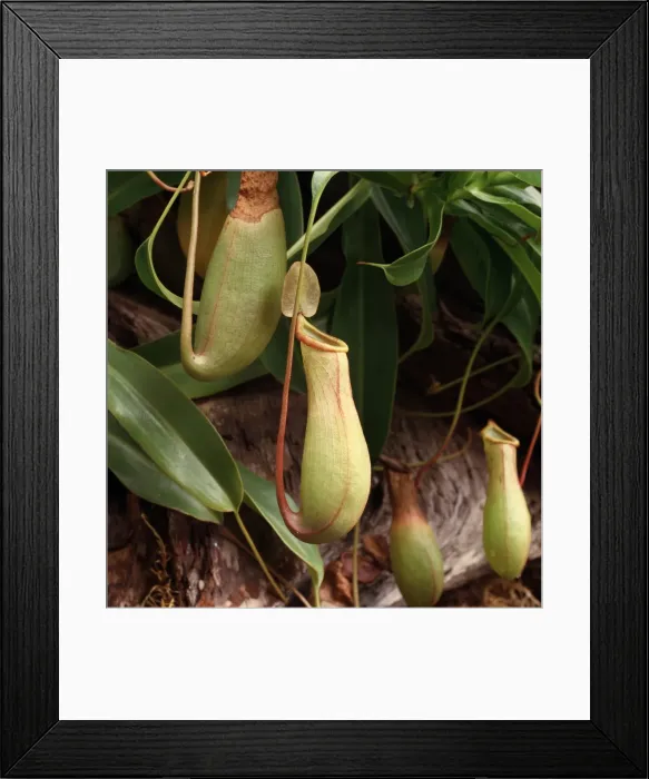 Framed Print : Nephenthes sp. pitcher plant Framed Print : Nephenthes sp. pitcher plant