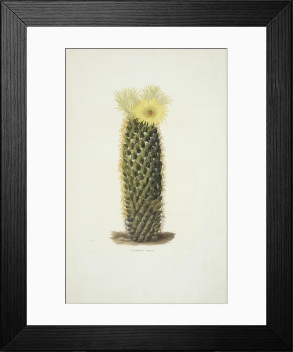 Framed Print : Mammillaria erecta, cactus Framed Print : Mammillaria erecta, cactus