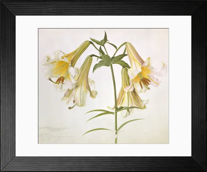 Framed Print : Lilium suffureum, sulphur lily Framed Print : Lilium suffureum, sulphur lily