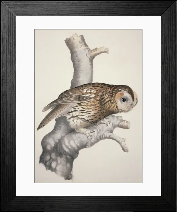 Framed Print : Strix aluco, tawny owl Framed Print : Strix aluco, tawny owl
