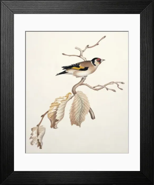 Framed Print : Carduelis carduelis, European goldfinch Framed Print : Carduelis carduelis, European goldfinch