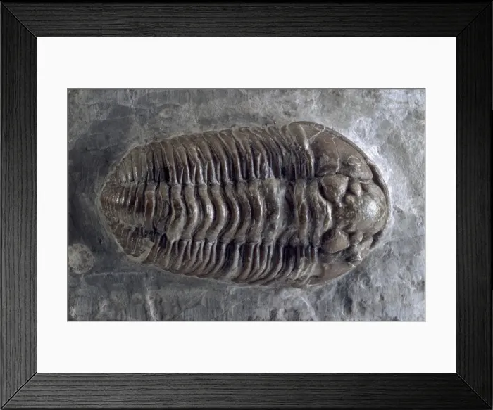 Framed Print : Calymene, trilobite Framed Print : Calymene, trilobite