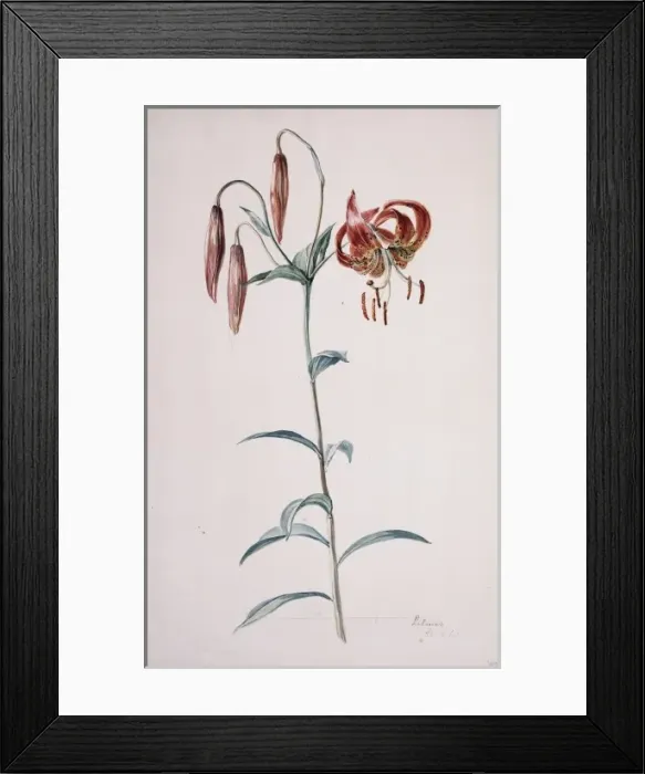 Framed Print : Lilium lancifolium, tiger lily Framed Print : Lilium lancifolium, tiger lily