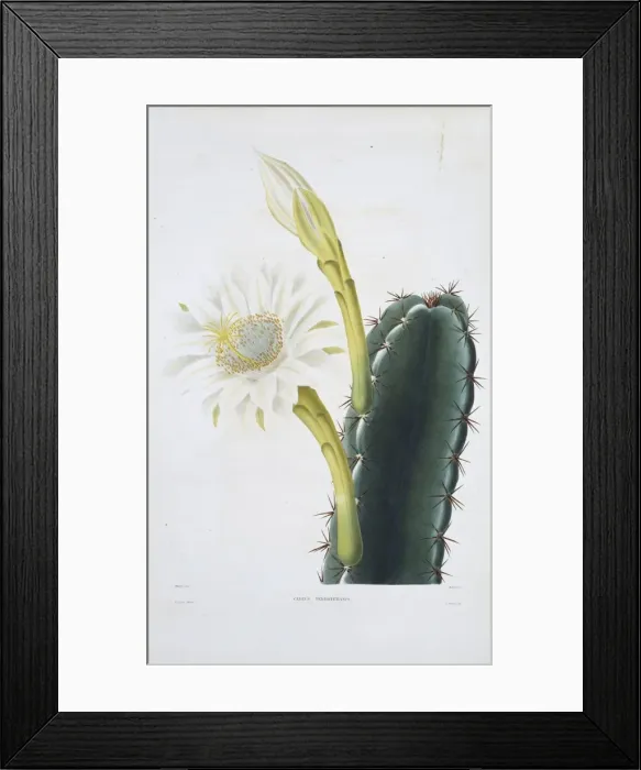 Framed Print : Cereus perrotetianus, lady of the night cactus Framed Print : Cereus perrotetianus, lady of the night cactus