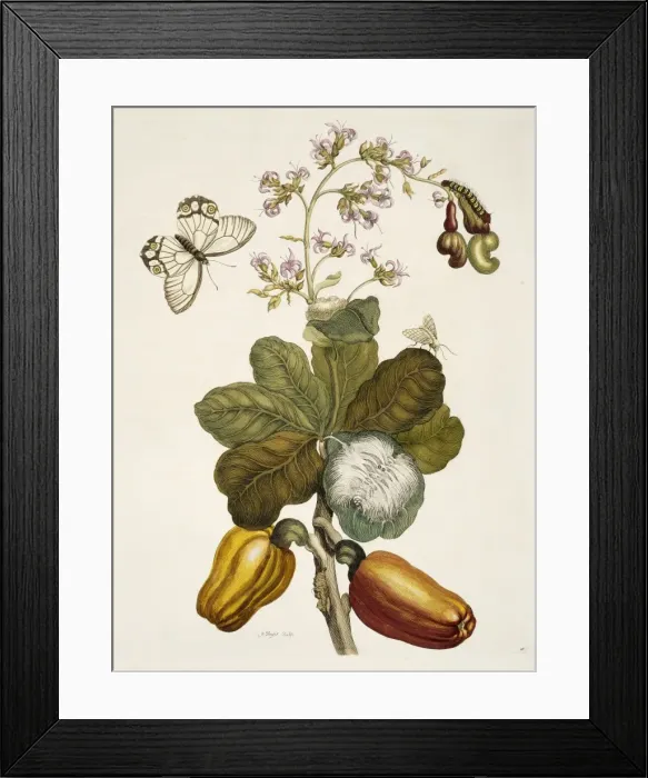Framed Print : Insects of Surinam Framed Print : Insects of Surinam