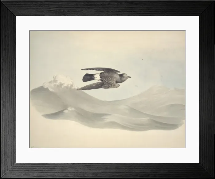 Framed Print : Hydrobates pleagicus, European storm petrel Framed Print : Hydrobates pleagicus, European storm petrel