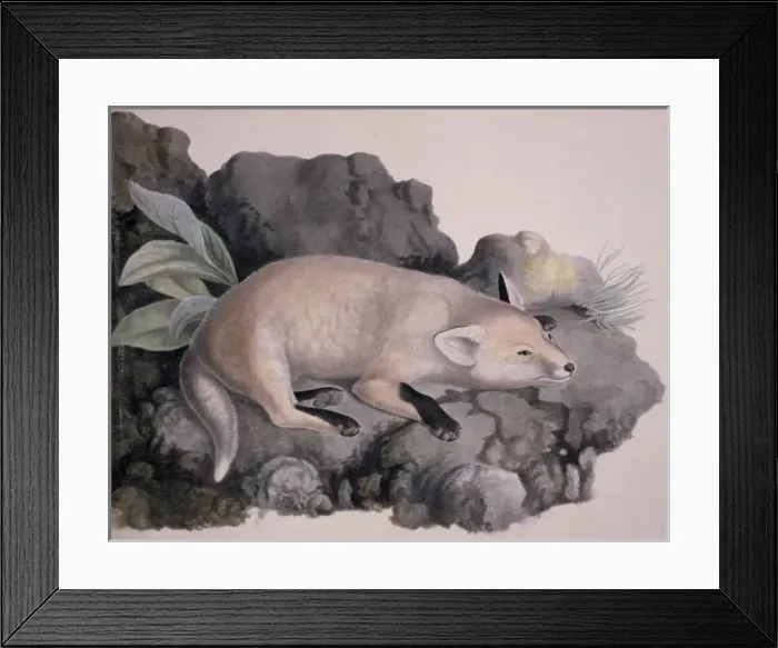 Framed Print : Vulpes vulpes, red fox Framed Print : Vulpes vulpes, red fox